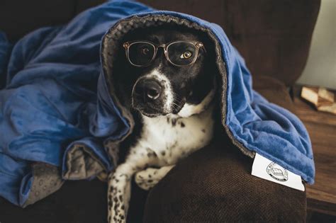 My dogs love being covered by a blanket, (and so do I) these blankets from The Weighted Blanket ...