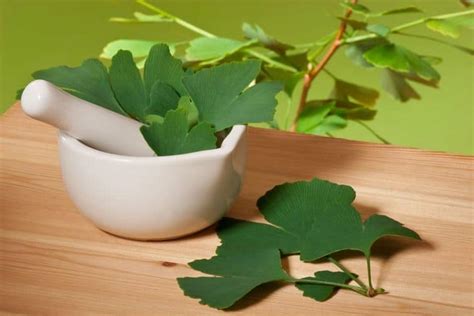 Benefits of Ginkgo Biloba Are for More Than Memory | Be Brain Fit