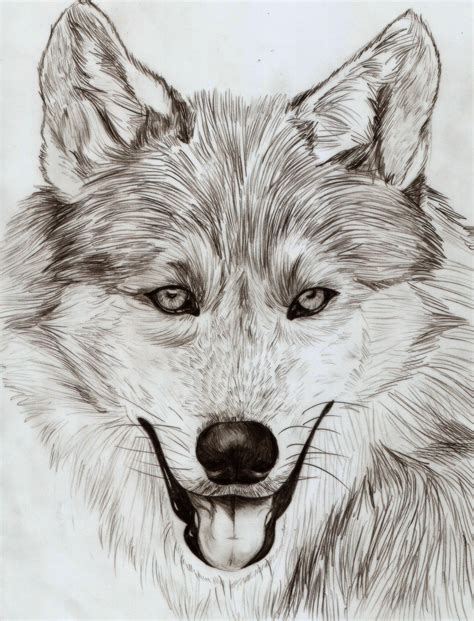 Wolf Pencil Sketch — Weasyl