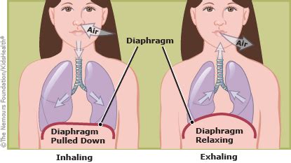 Illustration shows the diaphragm during inhalation and exhalation. | Respiratory system, 70 ...