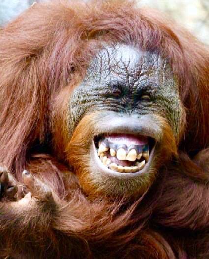 Orangutan laughing | Smiling animals, Animals beautiful, Funny animals