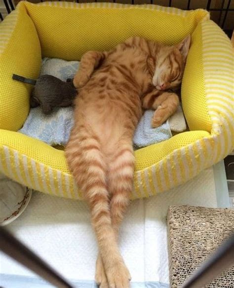 Ten Cats Sleeping in Strange and Uncomfortable Positions