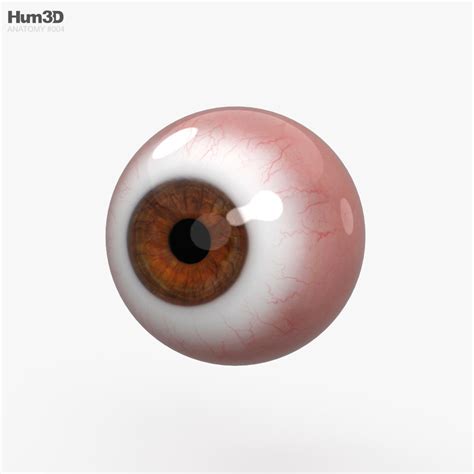 Human Eye 3D model - Download Anatomy on 3DModels.org