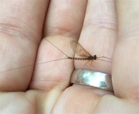 Mayfly IDentification | Washington Fly Fishing Forum