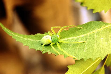 Green Spider | crtics or improvements please "Green jumping … | Flickr