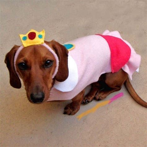 forkparty.com | Dog costumes, Dog halloween costumes, Puppy costume