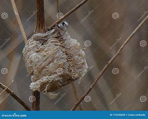 Praying Mantis Egg Case Stock Photos - Download 157 Royalty Free Photos