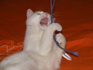 Funny-Cat_350816-300x225 | Free Photos – Funny Cat – Playing… | Flickr