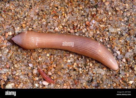 El gusano de maní (Sipunculus nudus) es un gusano marino Fotografía de stock - Alamy