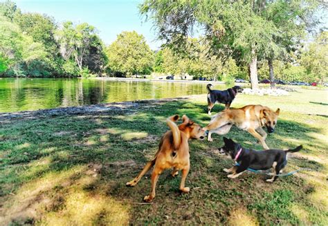 Dogs can't stop barking over Boise's newest dog park - Idaho Wild