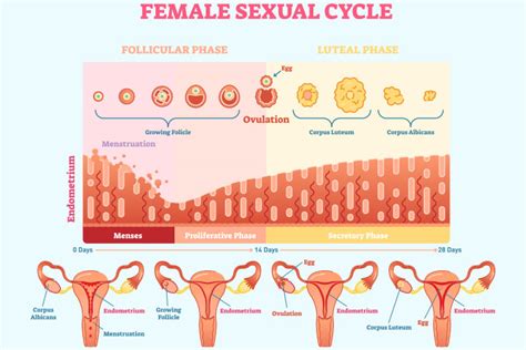 Normal Thickness Of Endometrium, Thickening Symptoms & Causes