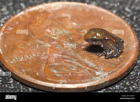 A juvenile common coqui frog sits on a U.S. penny coin for size ...