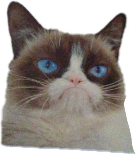 Smudge The Cat Meme Png - vrogue.co