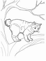 planse desene De colorat Pisica 3gif 1590×2094  Cat coloring Page sketch template