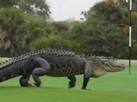 Famous Giant Floridian Alligator ‘Chubbs’ Makes An Appearance On Golf ...