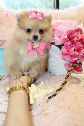 Teacup Pomeranian Breeders Ontario Canada - Pets Lovers