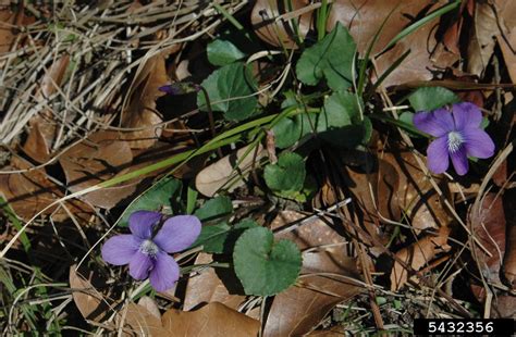 common blue violet (Viola sororia)