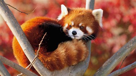 Red Panda Wallpapers - Top Free Red Panda Backgrounds - WallpaperAccess