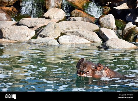 Nile hippopotamus hi-res stock photography and images - Alamy