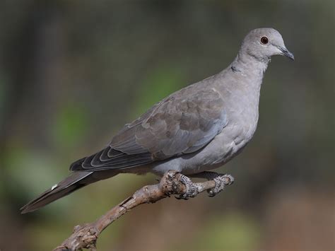 Eurasian Collared-Dove - eBird