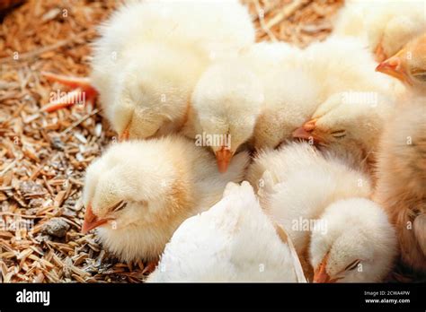 Baby chicken in poultry farm Stock Photo - Alamy