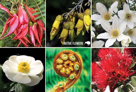 New Zealand Native Flowers - Small Postcard – Postcards NZ Ltd