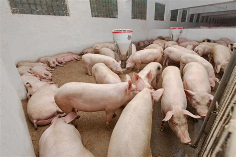 There’s a market niche for pig farming - The Namibian Farmer