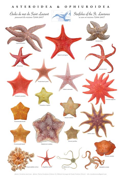 St. Lawrence sea star poster Types Of Starfish, Sea Life Creatures, Star Illustration, Aquarium ...