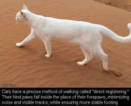 Cat Walk Cycle Reference | free3DTutorials.com