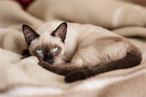 Siamese Cat Breed Information - Simpsons Premium