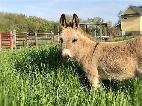 N.C. farm rents out miniature donkey to crash video calls | AP News