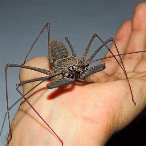 Pin by Veronica Anderson on Design by God | Weird insects, Spider, Arachnids