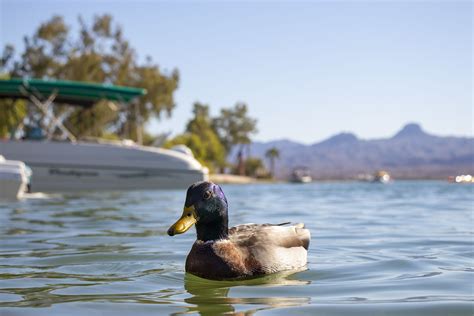 Wildlife in Lake Havasu City | Lake havasu, Lake havasu city, Havasu