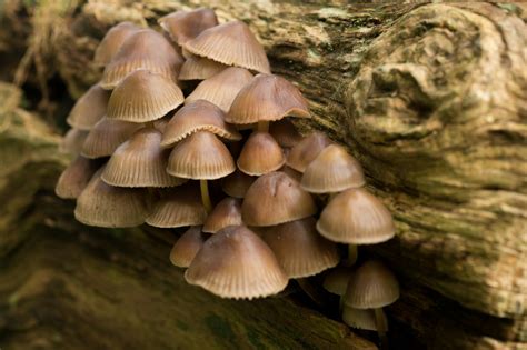 Brown Mushrooms · Free Stock Photo