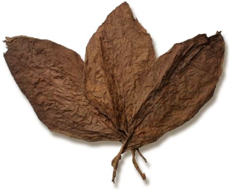 Whole Leaf Tobacco for Sale - Cigar Leaves - Whole Leaf Tobacco by the Pound