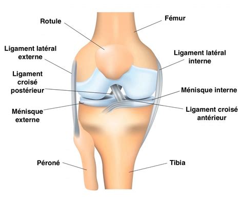 Entorse du genou et lésion des ligaments - Dr SIMIAN, Périgueux