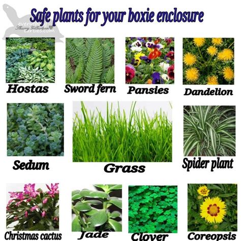 Safe plants for box turtles and tortoises | Tortoises, Turtle habitat, Tortoise habitat