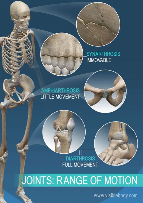 Joint types can be categorized by range of motion: synarthrosis ...