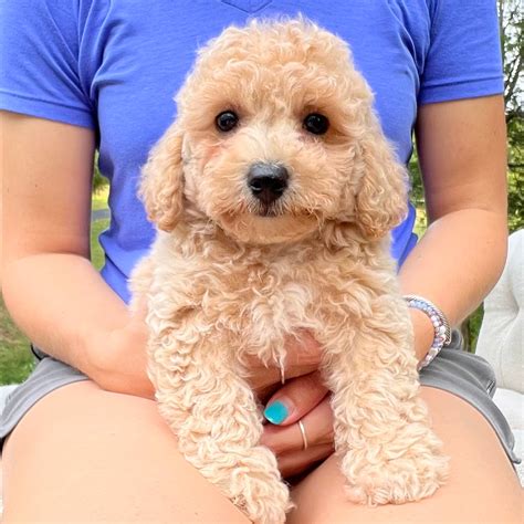 Pixie Poochon Puppy 💗 SOLD – Precious Pups USA
