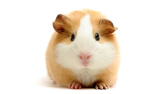 cavia cavia is a genus in the subfamily caviinae that contains the | Afbeelding Grappige Huisdieren