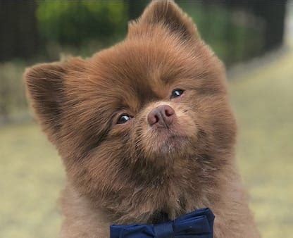 55 of the Cutest Teddy Bear Dog Names - PetPress