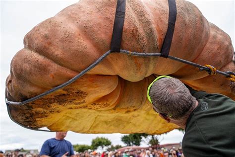 World's biggest pumpkin the size of a hippo