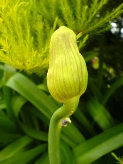 african lily flower pod | the pod looks creepy, but the flow… | Flickr