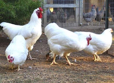 Rhode Island White Chicken Breed - Thank Chickens