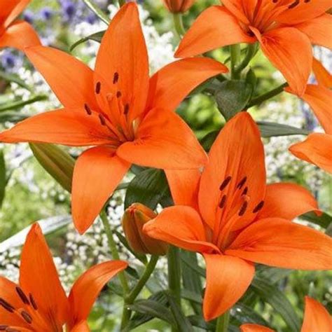 ORANGE TIGER LILY X 5 STEMS - FlowersAndServices®