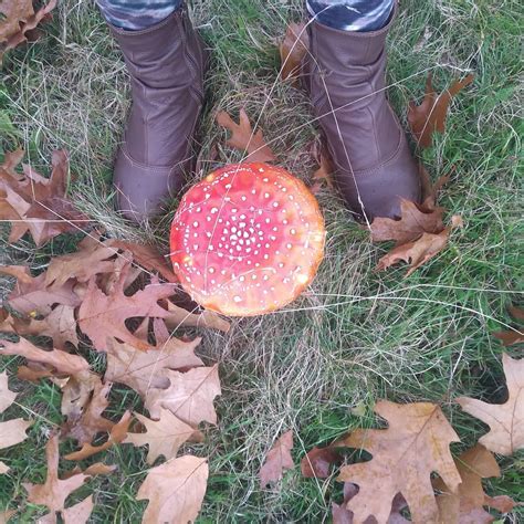 Amanita Muscaria - Toxic – Homegrown Botanica