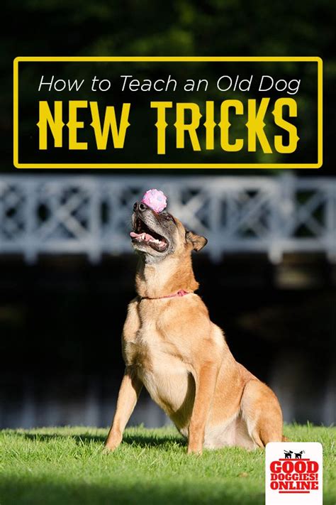 Complete Guide on How to Teach an Old Dog New Tricks - Good Doggies Online in 2020 | Old dogs ...