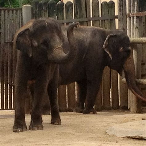 Elephants at fort worth zoo | Fort worth zoo, Elephant, Favorite places