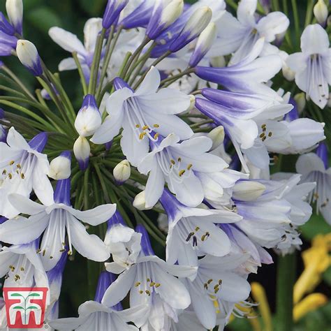 Agapanthus 'Twister' plants | Thompson & Morgan