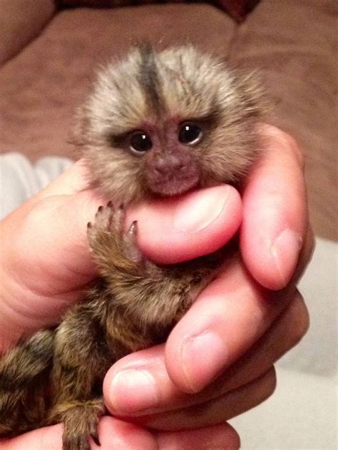 marmoset pet monkey breeds - Martina Pineda